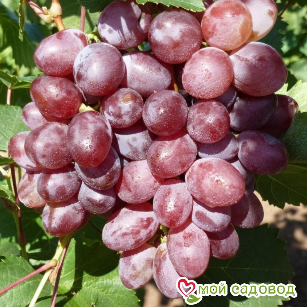 Виноград Виктория винная