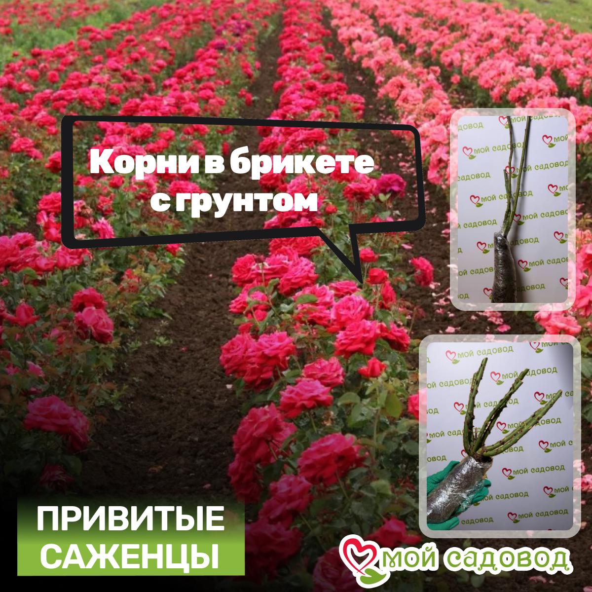 Роза Астрид Графин фон Харденберг кустарниковая